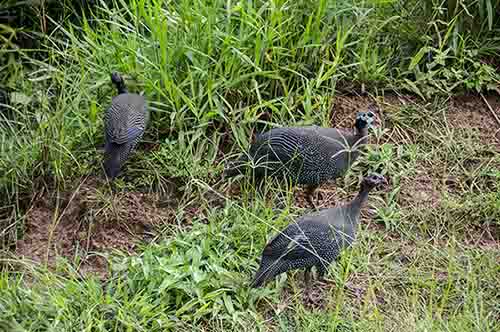 112 - Gallinas de Crimea - parque nacional de las cataratas Murchison - Uganda